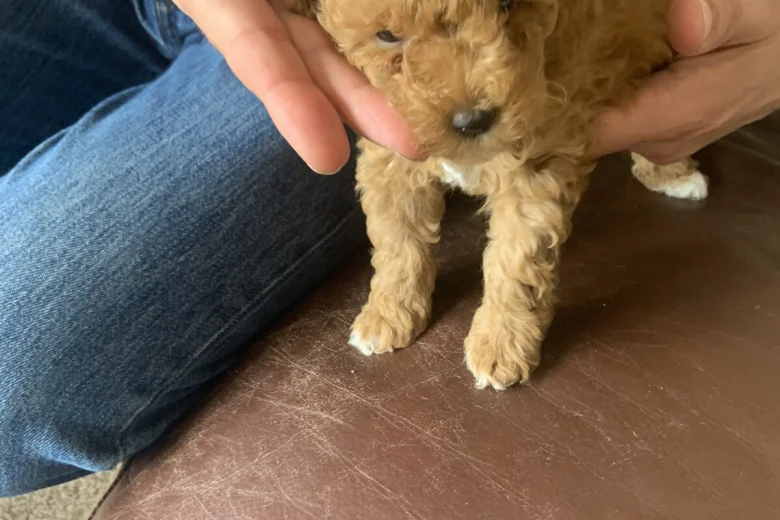 Toy Poodle