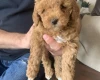 Toy Poodle