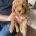 Toy Poodle