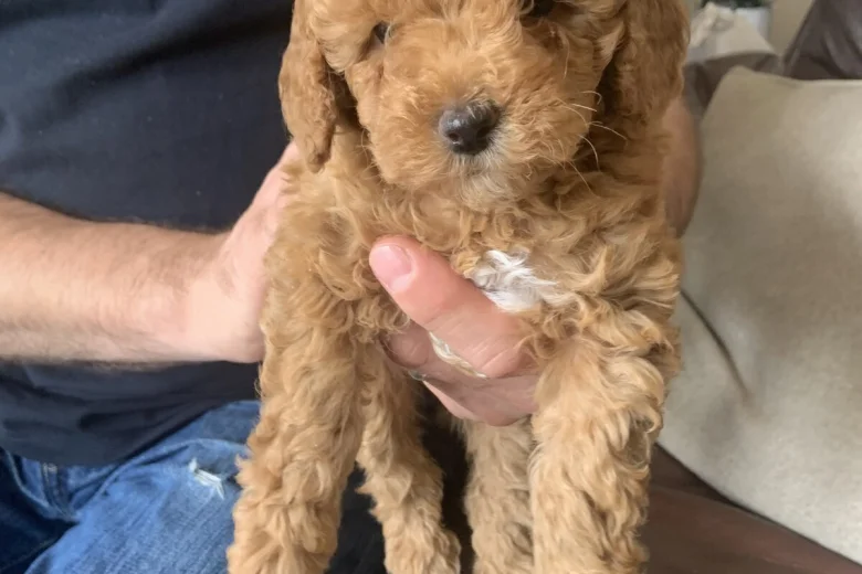 Toy Poodle