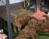 Toy Poodle