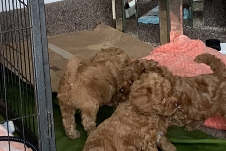 Toy Poodle