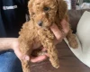 Toy Poodle