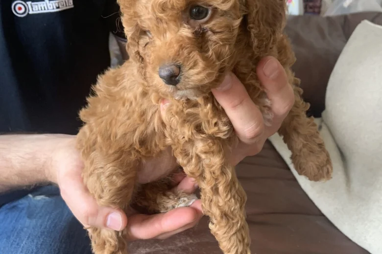 Toy Poodle