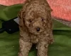 Toy Poodle