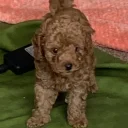 Toy Poodle