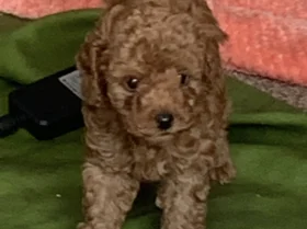 Toy Poodle