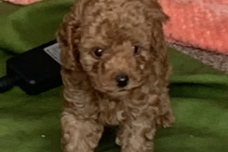 Toy Poodle