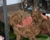 Toy Poodle