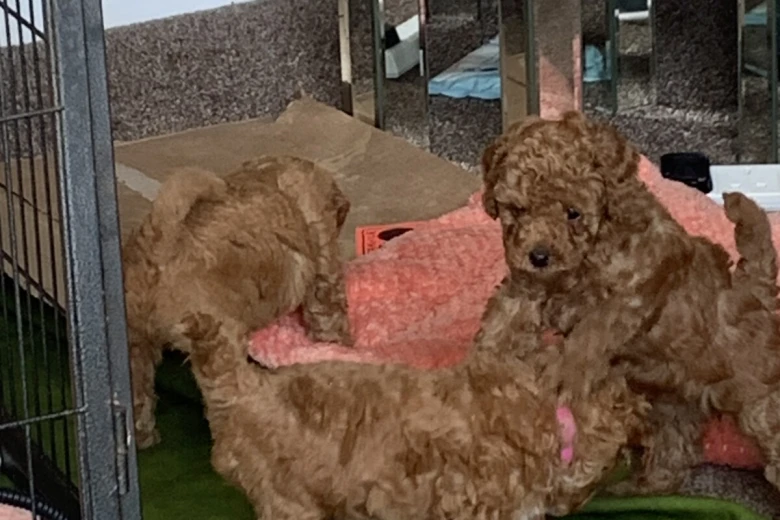 Toy Poodle