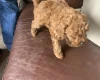 Toy Poodle