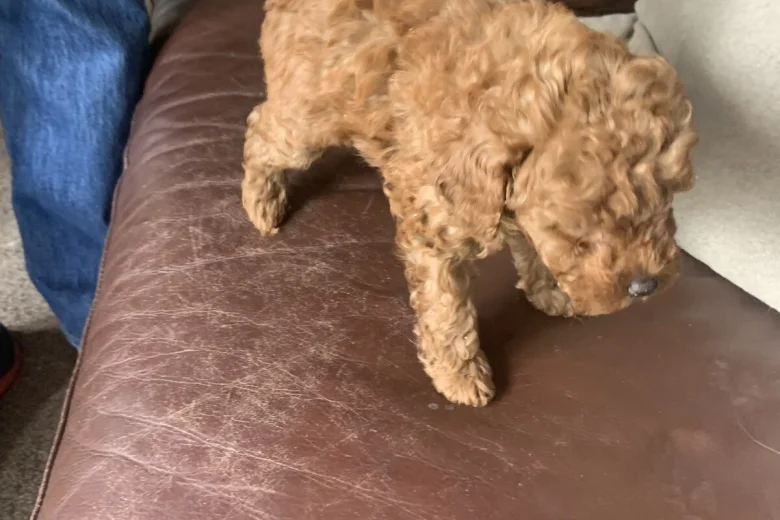 Toy Poodle