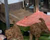 Toy Poodle