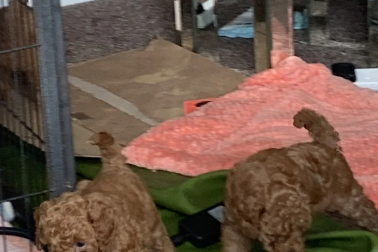 Toy Poodle
