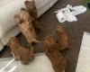 Toy Poodle