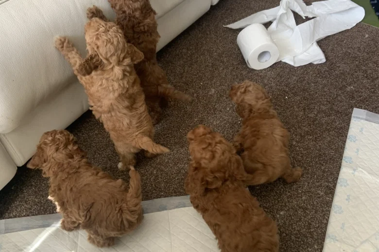 Toy Poodle