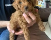 Toy Poodle
