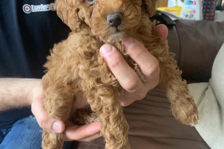 Toy Poodle
