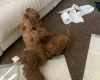 Toy Poodle
