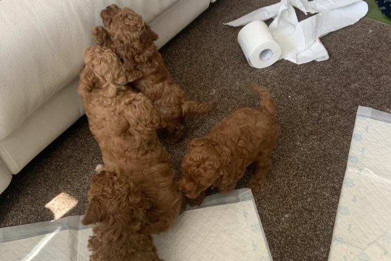 Toy Poodle
