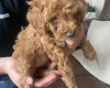 Toy Poodle