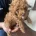 Toy Poodle