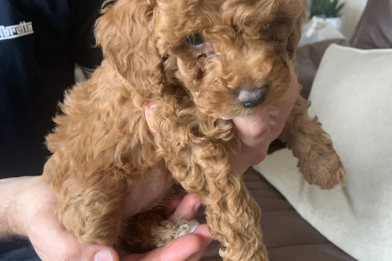 Toy Poodle