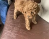 Toy Poodle