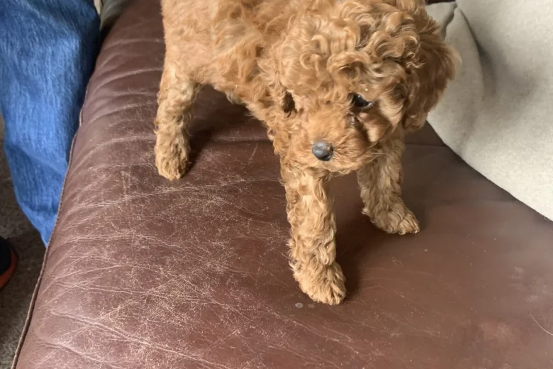 Toy Poodle