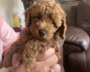 Toy Poodle