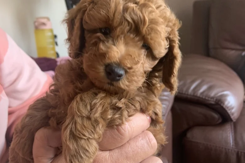Toy Poodle