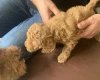 Toy Poodle