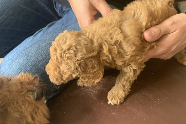 Toy Poodle