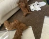Toy Poodle