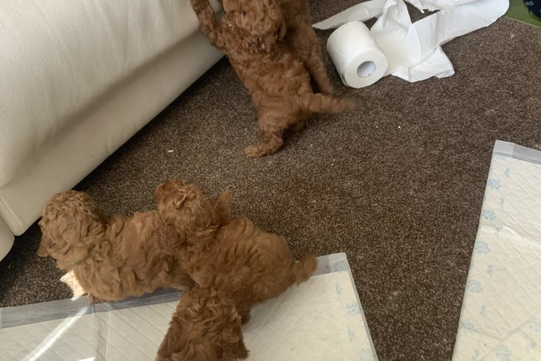 Toy Poodle