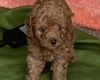 Toy Poodle