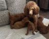 Toy Poodle