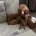 Toy Poodle