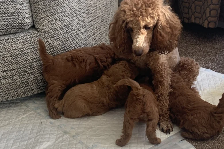 Toy Poodle