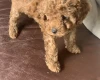 Toy Poodle