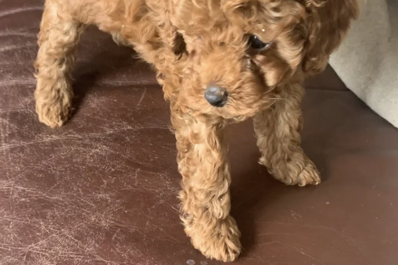 Toy Poodle