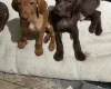 Hungarian Vizsla