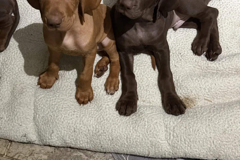 Hungarian Vizsla
