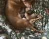 Hungarian Vizsla