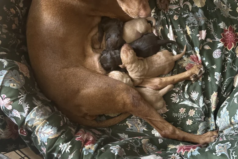 Hungarian Vizsla