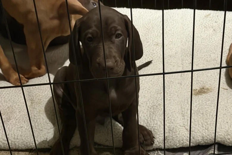 Hungarian Vizsla