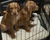 Hungarian Vizsla