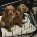Hungarian Vizsla