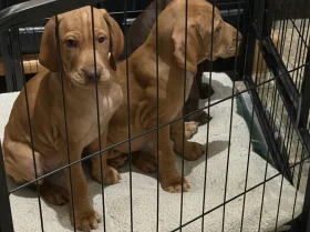 Hungarian Vizsla
