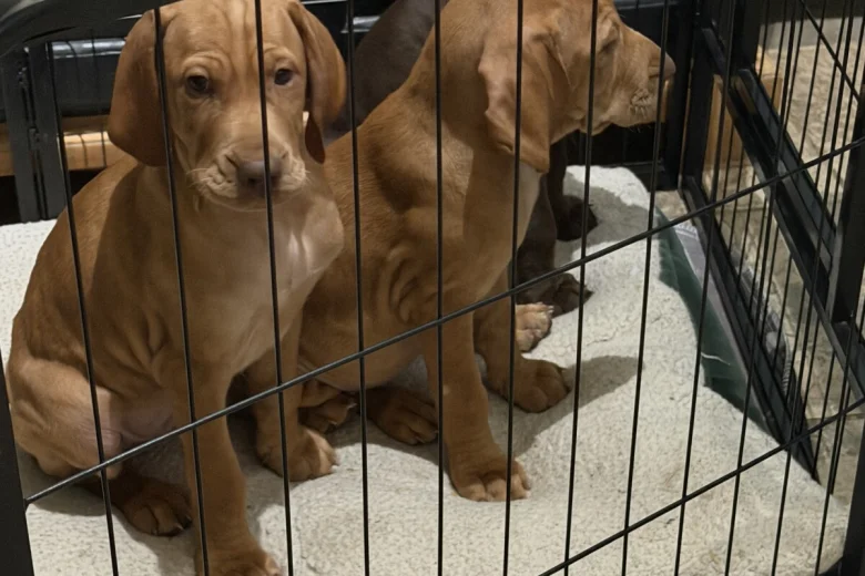 Hungarian Vizsla